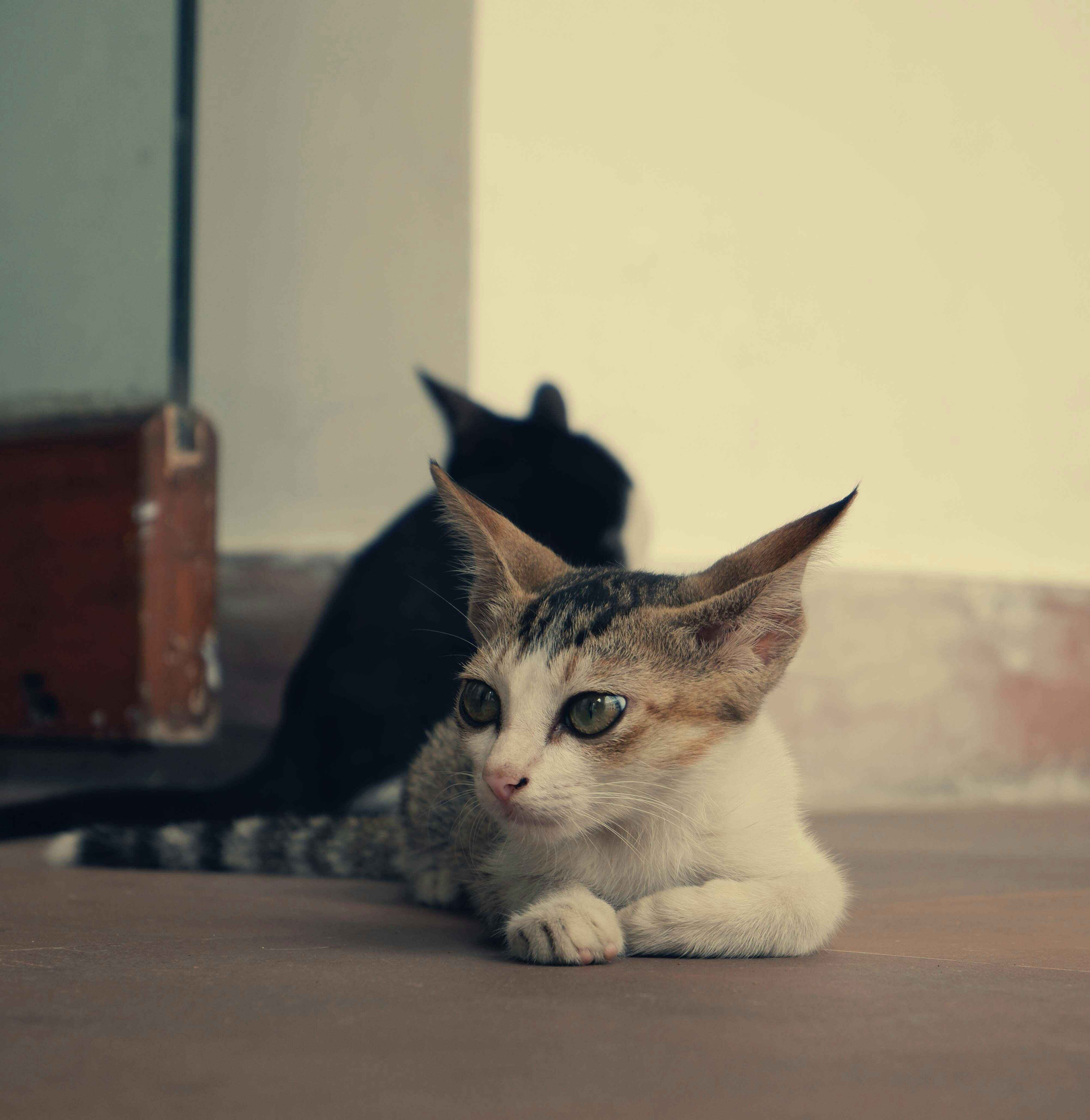 Young cat resting on a floor in soft light with a second cat blurred behind